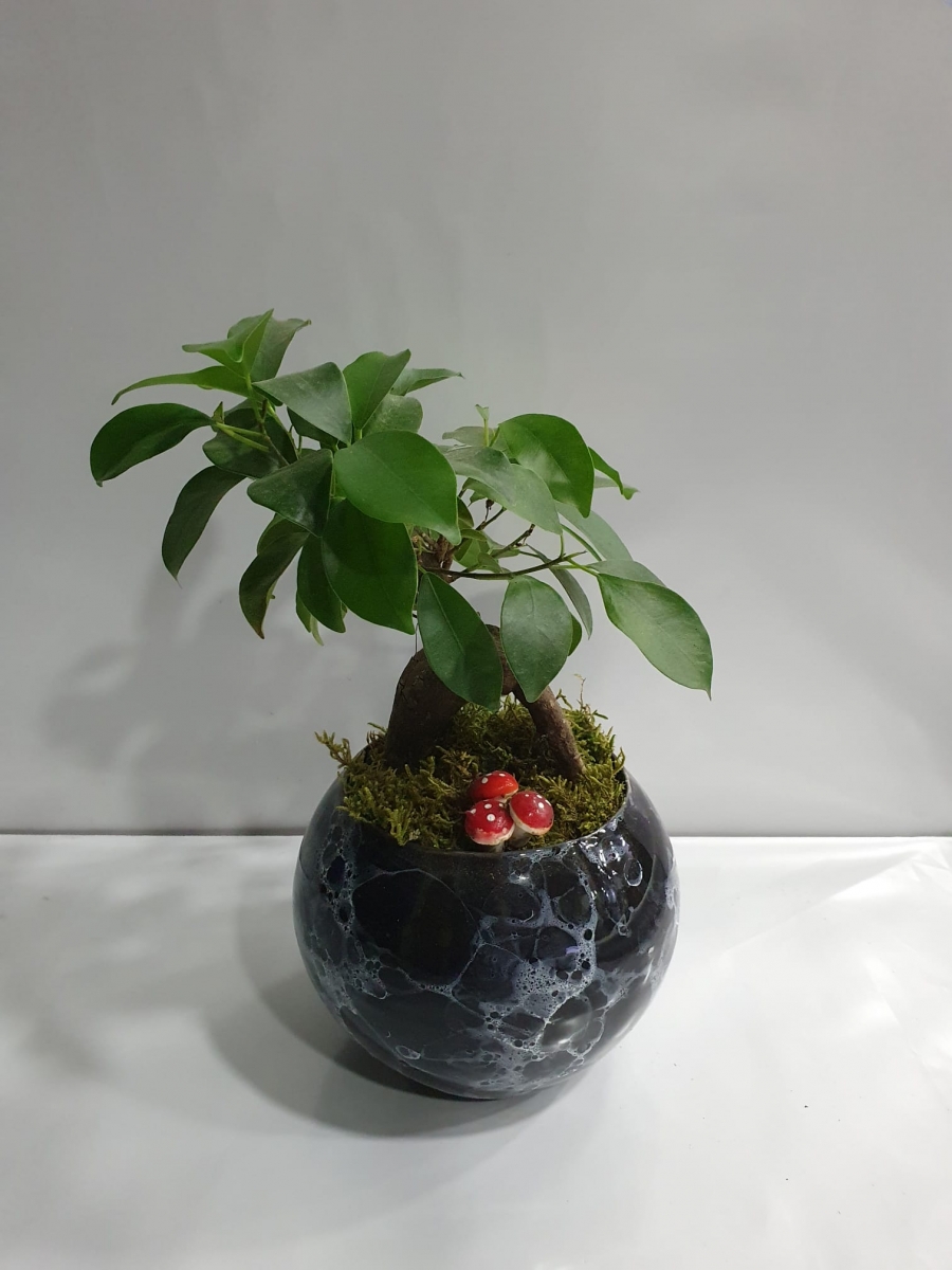 Mini Bonsai